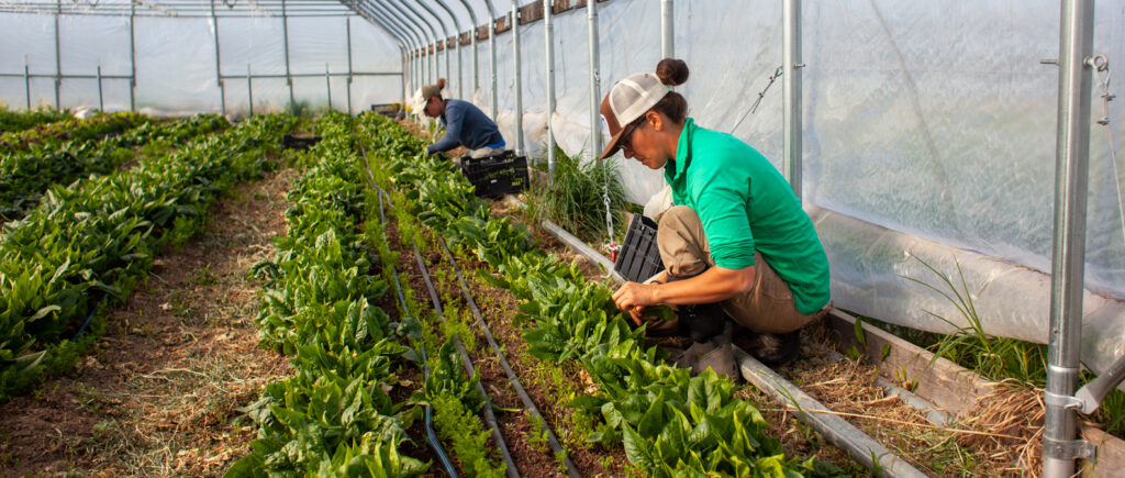 Two women tend to vegetables in the greenhouse at Humble Hands Harvest